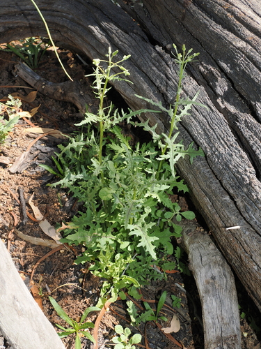 thistle-leaf groundsel (Senecio runcinifolius)