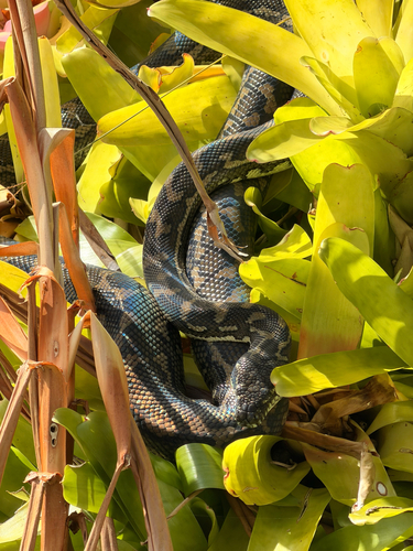 Coastal Carpet Python sighting