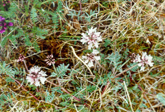 Astragalus tolmaczevii