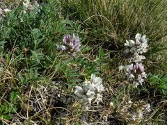 Astragalus tolmaczevii