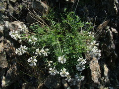 Astragalus tolmaczevii