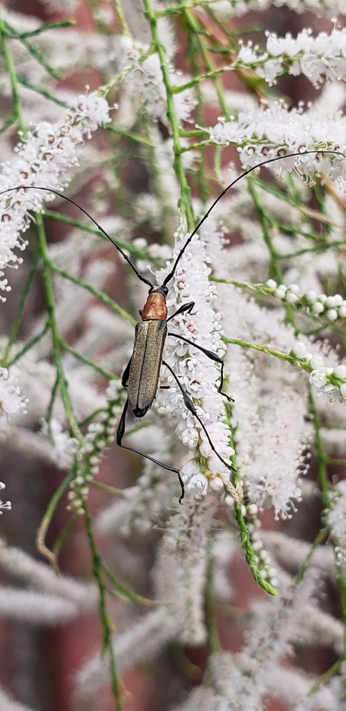 Rhopalophora collaris