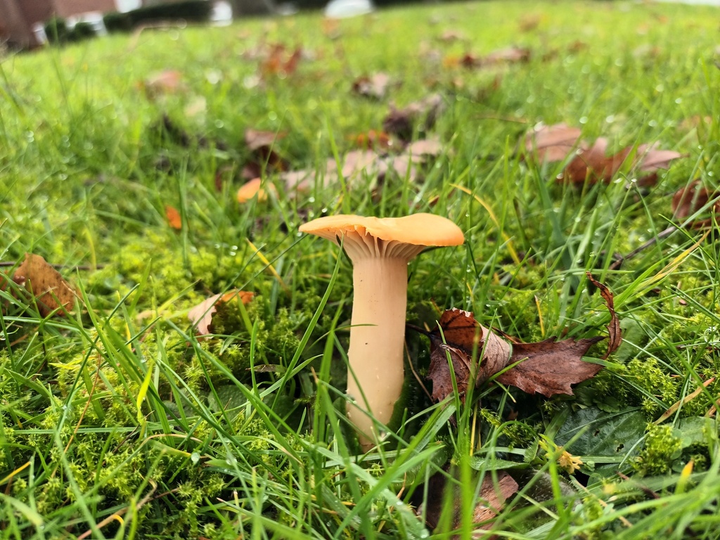 Cuphophyllus pratensis · November 2025 · photo: © sturuss (iNaturalist, cc0)