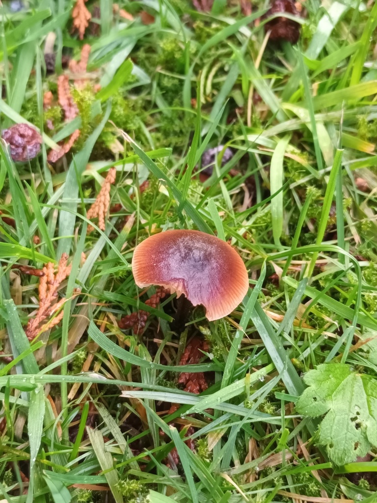 Macrocystidia cucumis · November 2025 · photo: © sturuss (iNaturalist, cc0)