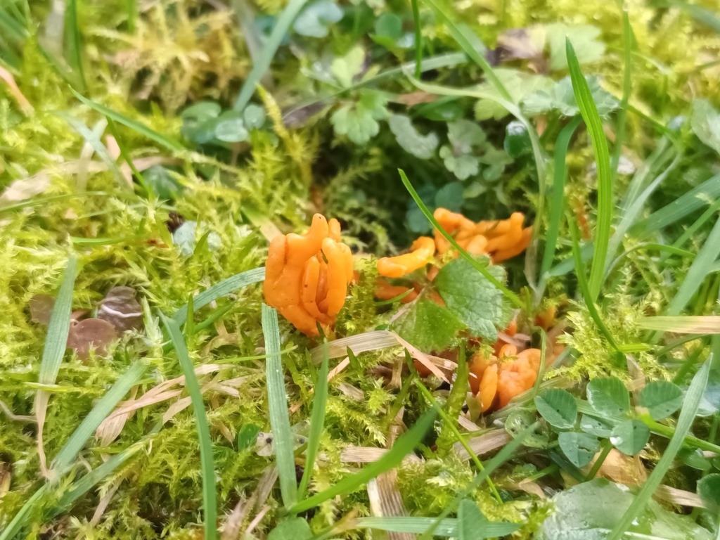 Clavulinopsis corniculata · November 2025 · photo: © sturuss (iNaturalist, cc0)