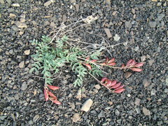 Astragalus tolmaczevii
