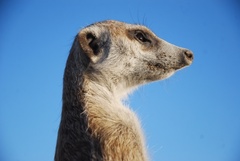 Suricata suricatta