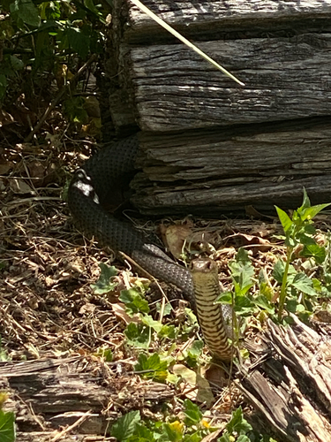Eastern Brown Snake sighting