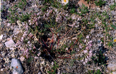Astragalus tugarinovii