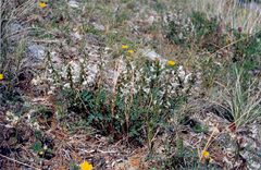 Astragalus tugarinovii