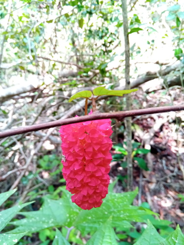 Combretum macrocalyx