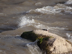 Merganetta armata armata