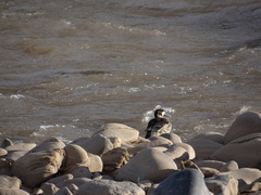 Speculanas specularis