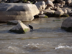 Merganetta armata armata