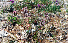 Astragalus tugarinovii