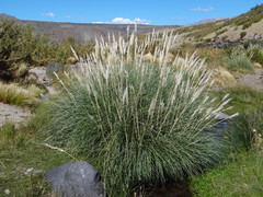 Cortaderia rudiuscula