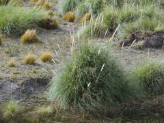 Cortaderia rudiuscula