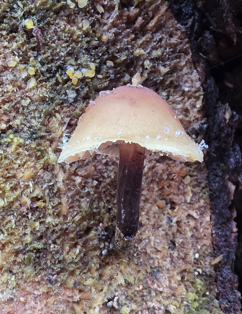 Flammulina · November 2025 · photo: © christoph_moning (iNaturalist, cc-by)