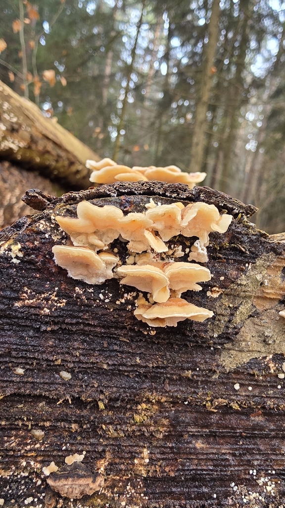 Trametes ochracea · November 2025 · photo: © christoph_moning (iNaturalist, cc-by)