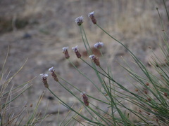 Junellia spathulata