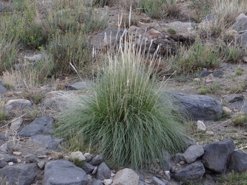 Cortaderia rudiuscula, photograph 2