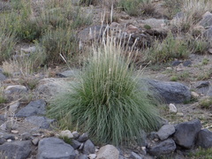 Cortaderia rudiuscula