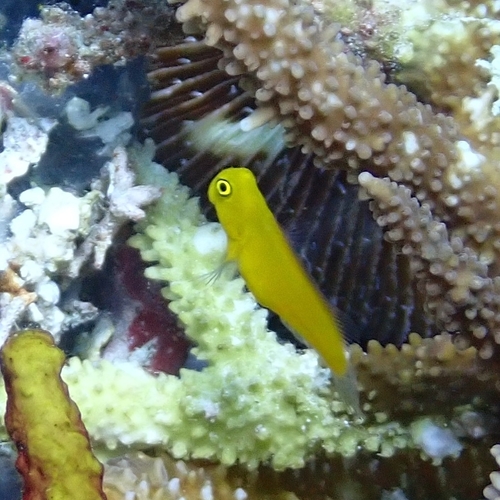 Ecsenius lividanalis observed 2025-11-26