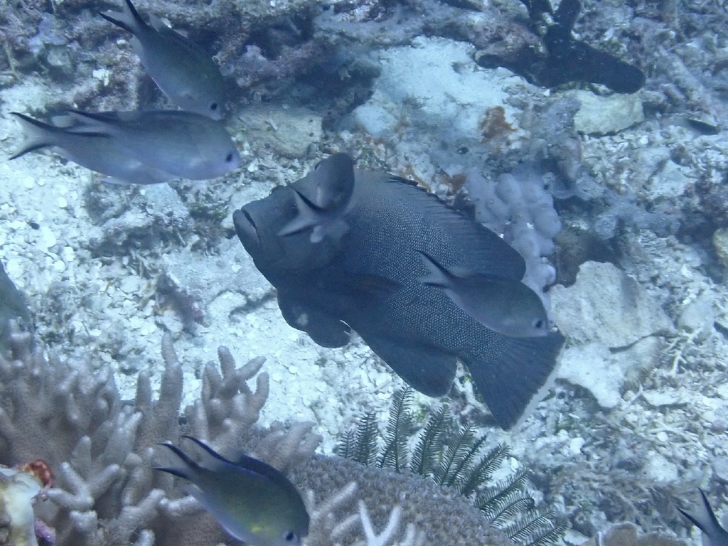 Redmouth grouper