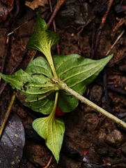 Tacca palmata, photograph author not stated, no rights reserved