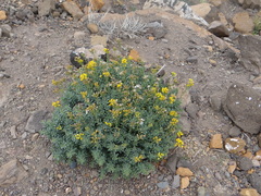 Senecio subumbellatus