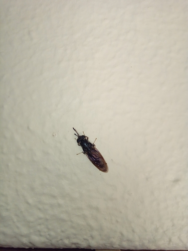 Black Soldier Fly