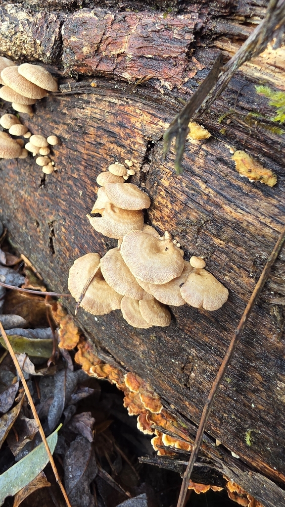 Panellus stipticus · November 2025 · photo: © christoph_moning (iNaturalist, cc-by)