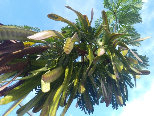 White leadtree