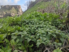 Wollastonia biflora