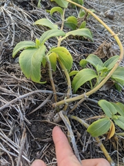 Wollastonia biflora