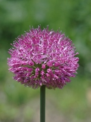 Allium fetisowii