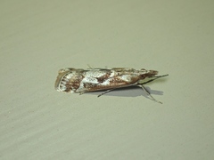 Syntonarcha iriastis