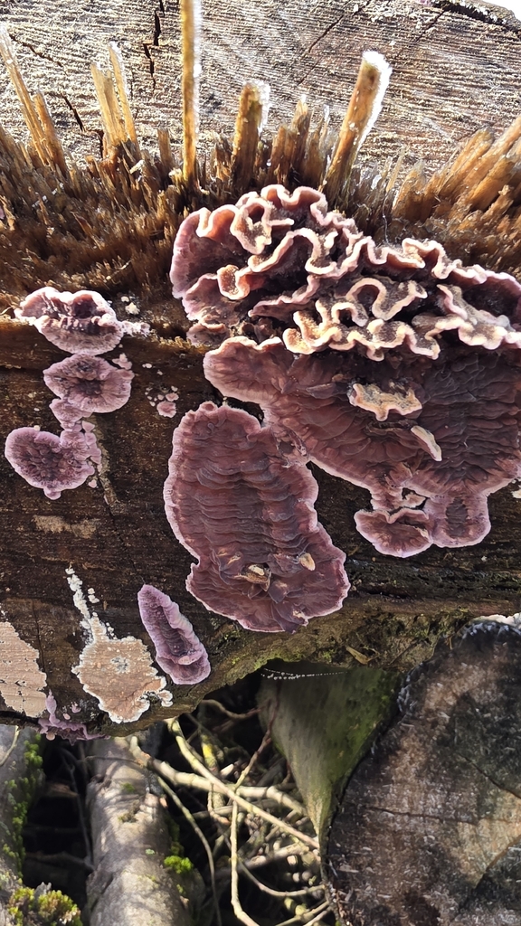Chondrostereum purpureum · November 2025 · photo: © christoph_moning (iNaturalist, cc-by)