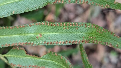 Phanerophlebia umbonata, photograph 4