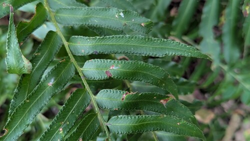 Phanerophlebia umbonata, photograph 5