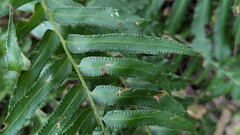 Phanerophlebia umbonata, photograph (c) Rogelio Reyna-Hernández, some rights reserved (CC BY-SA)