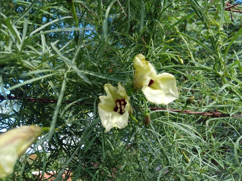 Merremia palmata