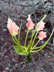 Bauhinia hildebrandtii image