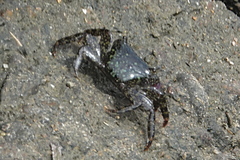 Metopograpsus frontalis