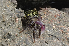 Metopograpsus frontalis