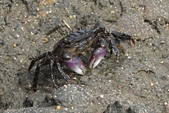 Metopograpsus frontalis