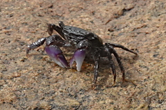 Metopograpsus frontalis
