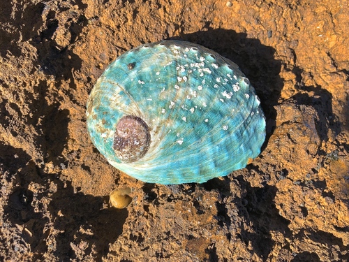 Hybrid Haliotis laevigata × Haliotis rubra · iNaturalist