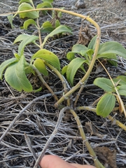 Wollastonia biflora