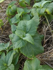 Wollastonia biflora